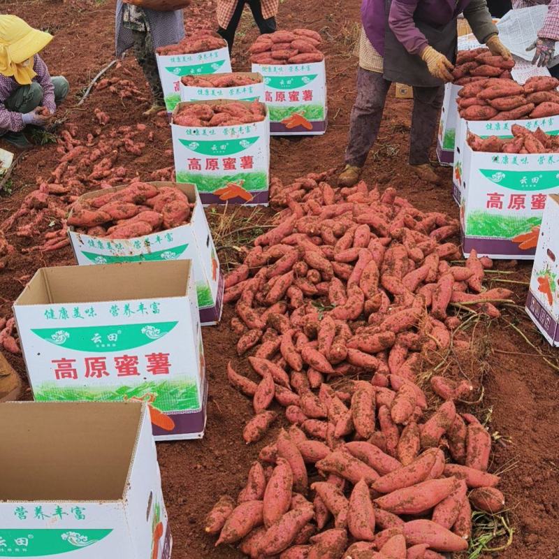 西瓜红薯