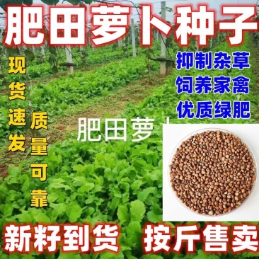 肥田萝卜种子散装批发包邮按斤卖蔬菜籽青白萝卜绿肥耐寒耐热