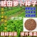 肥田萝卜种子散装批发包邮按斤卖蔬菜籽青白萝卜绿肥耐寒耐热
