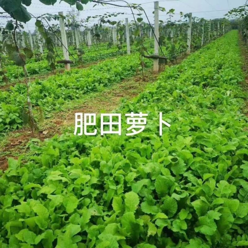 肥田萝卜种子散装批发包邮按斤卖蔬菜籽青白萝卜绿肥耐寒耐热