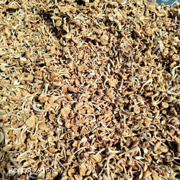 烤干滑子菇现货发货，口感鲜美营养丰富，健康佳选！
