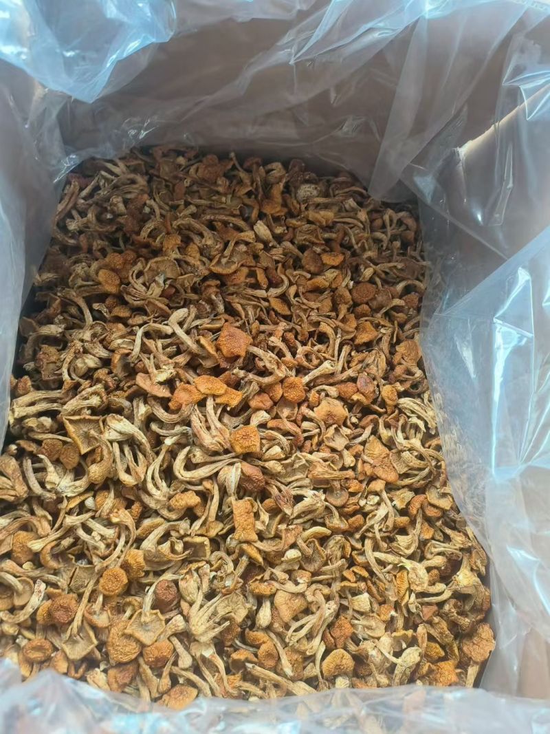 烤干滑子菇现货发货，口感鲜美营养丰富，健康佳选！