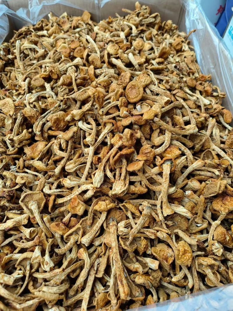 烤干滑子菇现货发货，口感鲜美营养丰富，健康佳选！