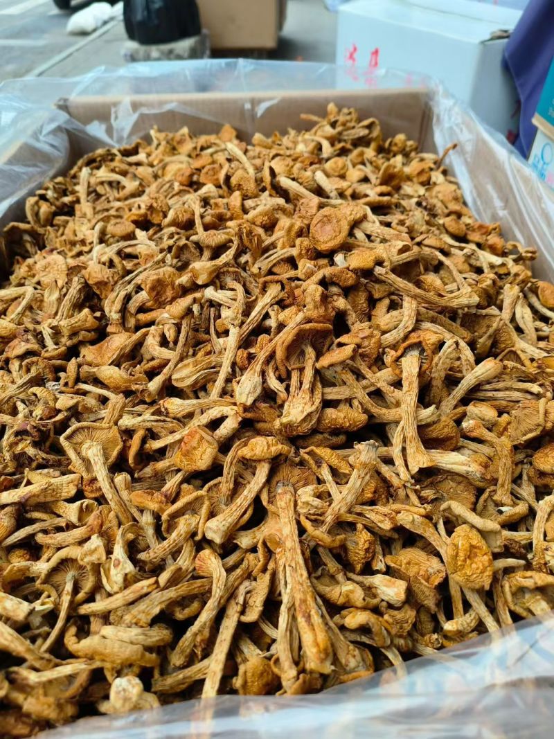 烤干滑子菇现货发货，口感鲜美营养丰富，健康佳选！