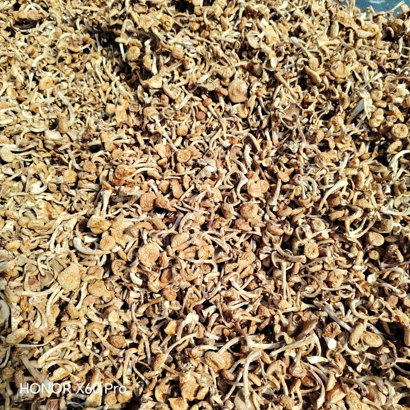 烤干滑子菇现货发货，口感鲜美营养丰富，健康佳选！