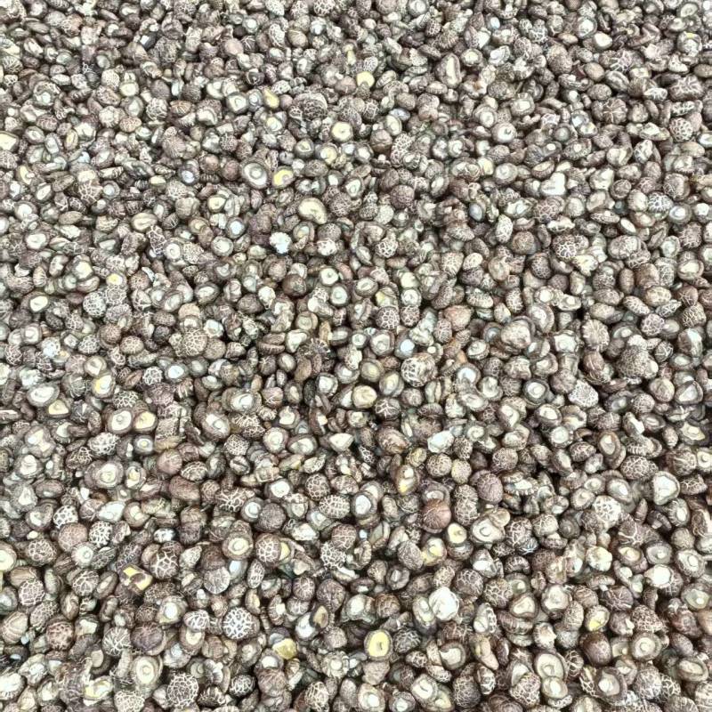 精品茶花菇干菇品质优基地直供可视频看货欢迎咨询来