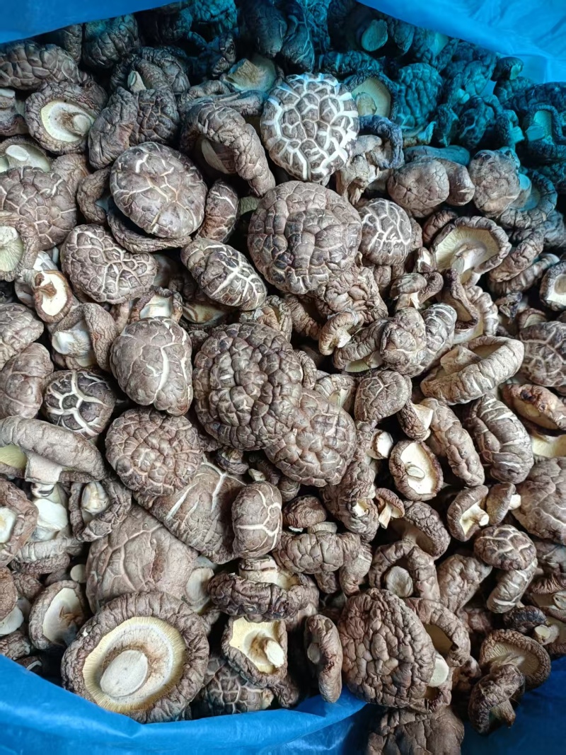 精品茶花菇干菇品质优基地直供可视频看货欢迎咨询来