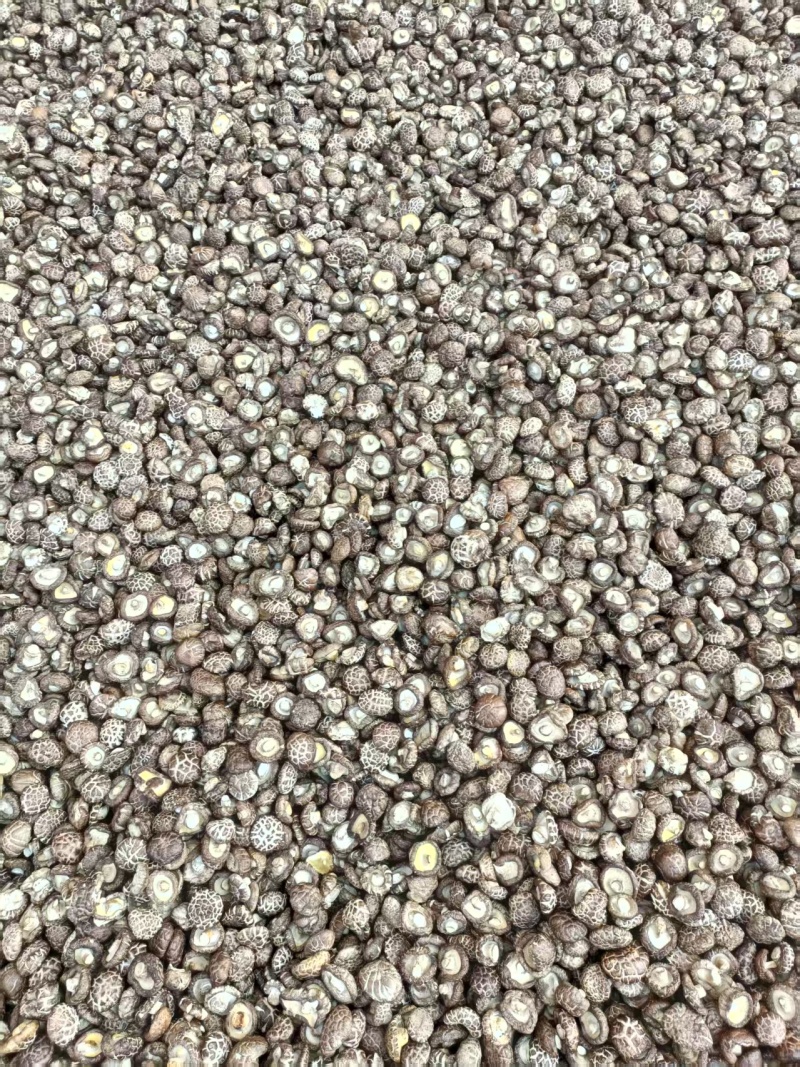 精品茶花菇干菇品质优基地直供可视频看货欢迎咨询来
