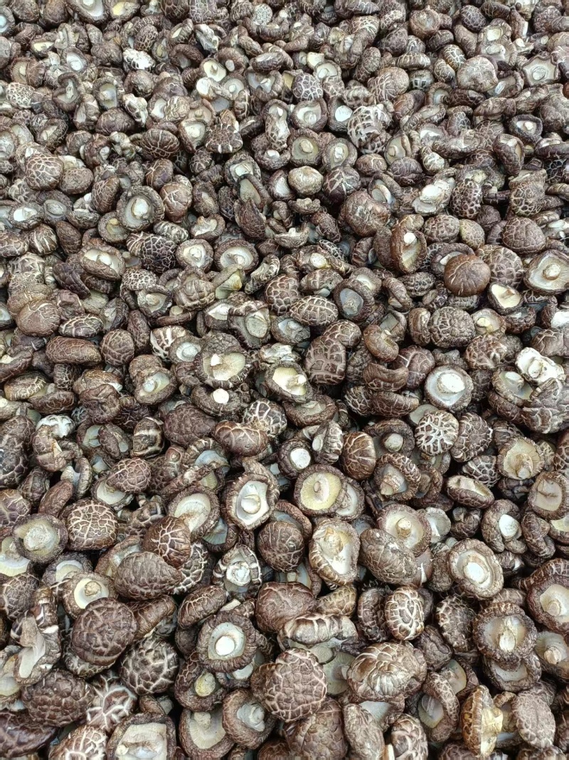 精品茶花菇干菇品质优基地直供可视频看货欢迎咨询来