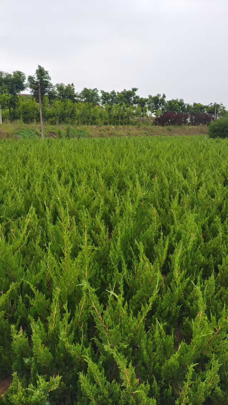小龙柏柏树苗基地直发提供技术假一赔十欢迎咨询