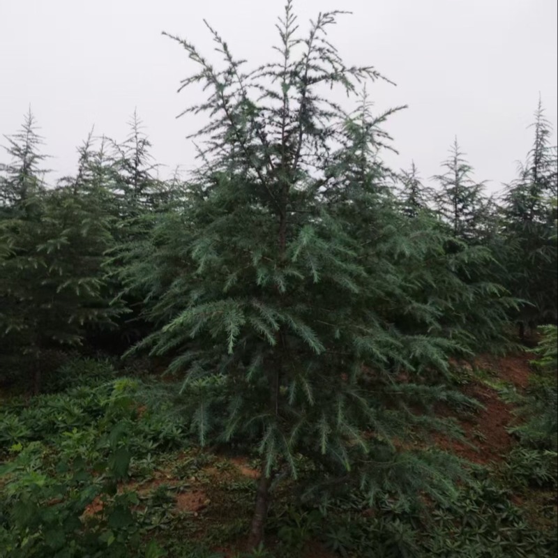 雪松苗场直供规格齐全可视频和实地看货欢迎
