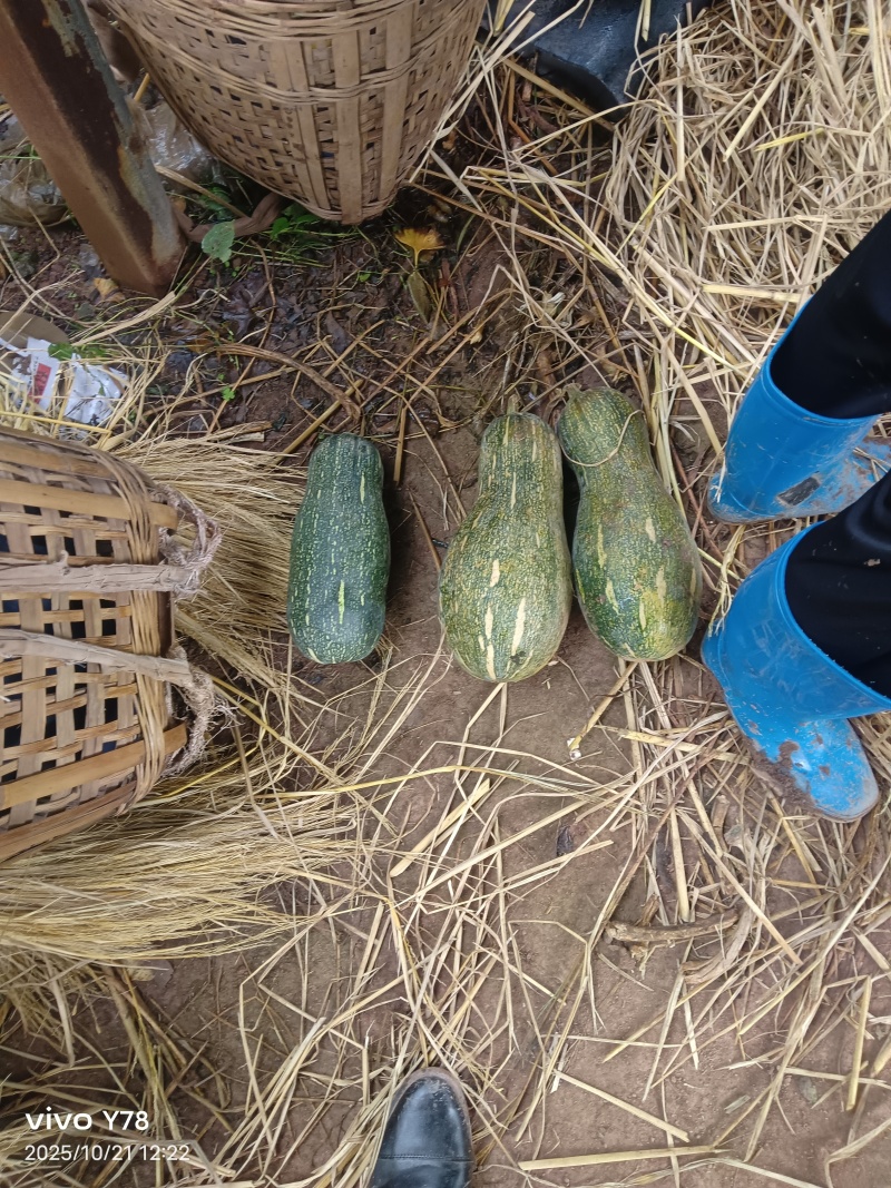 青南瓜