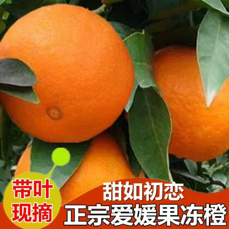 精品爱媛橙大量上市规格齐全水分充足进店联系