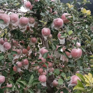 河南省郑州市红富士苹果脆甜多汁，大量批发