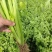 芹菜基地直发欢迎老客户来电订货。量大从优。