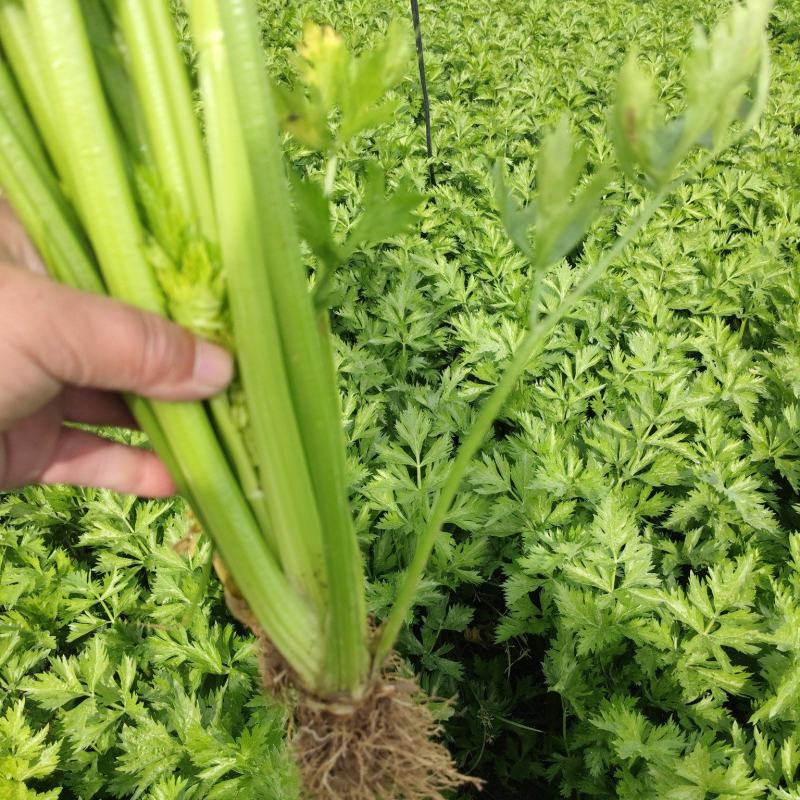 芹菜基地直发欢迎老客户来电订货。量大从优。