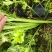 芹菜基地直发欢迎老客户来电订货。量大从优。