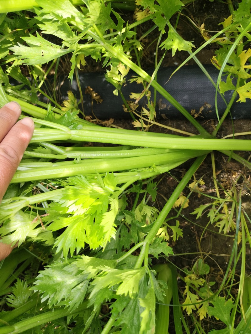 芹菜基地直发欢迎老客户来电订货。量大从优。