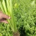 芹菜基地直发欢迎老客户来电订货。量大从优。