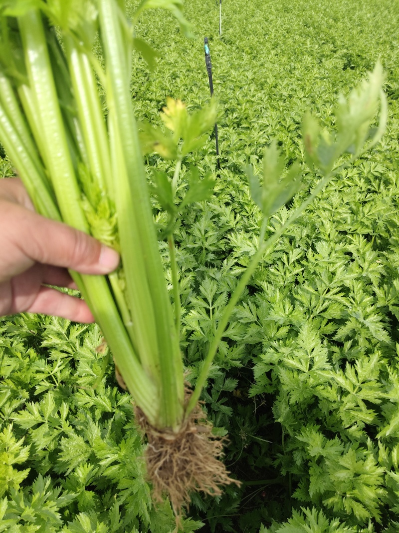 芹菜基地直发欢迎老客户来电订货。量大从优。