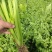 芹菜基地直发欢迎老客户来电订货。量大从优。