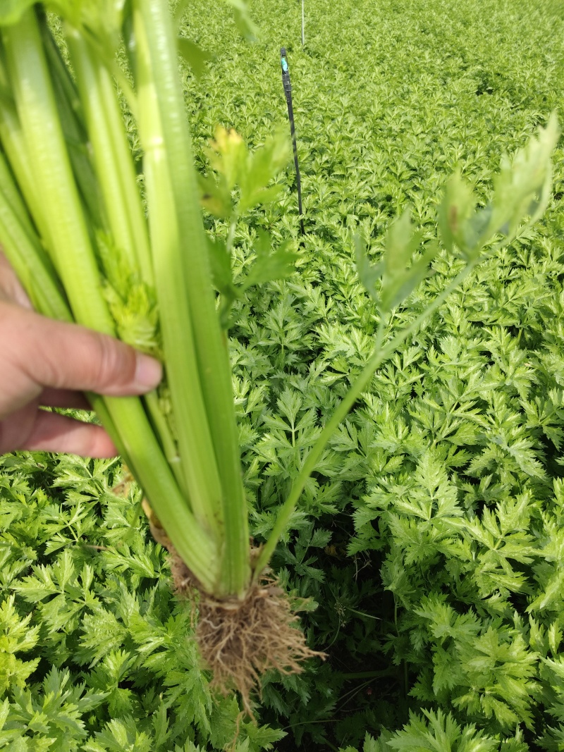 芹菜基地直发欢迎老客户来电订货。量大从优。