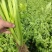 芹菜基地直发欢迎老客户来电订货。量大从优。