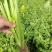芹菜基地直发欢迎老客户来电订货。量大从优。