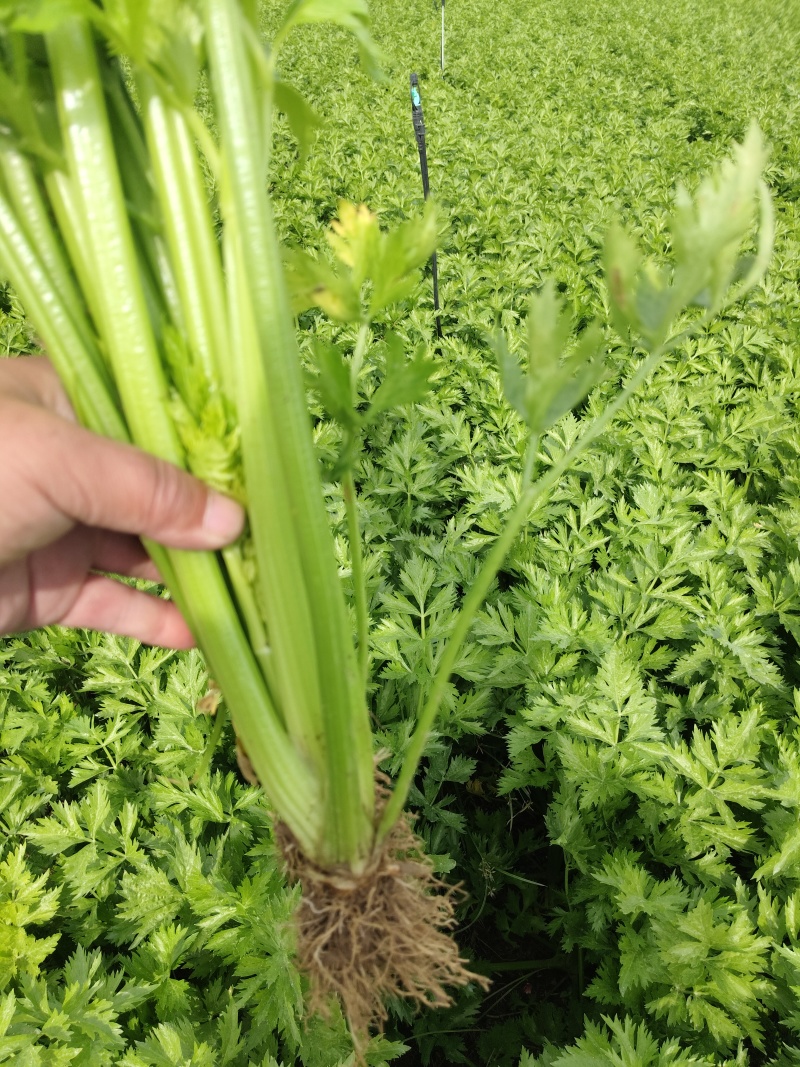 芹菜基地直发欢迎老客户来电订货。量大从优。