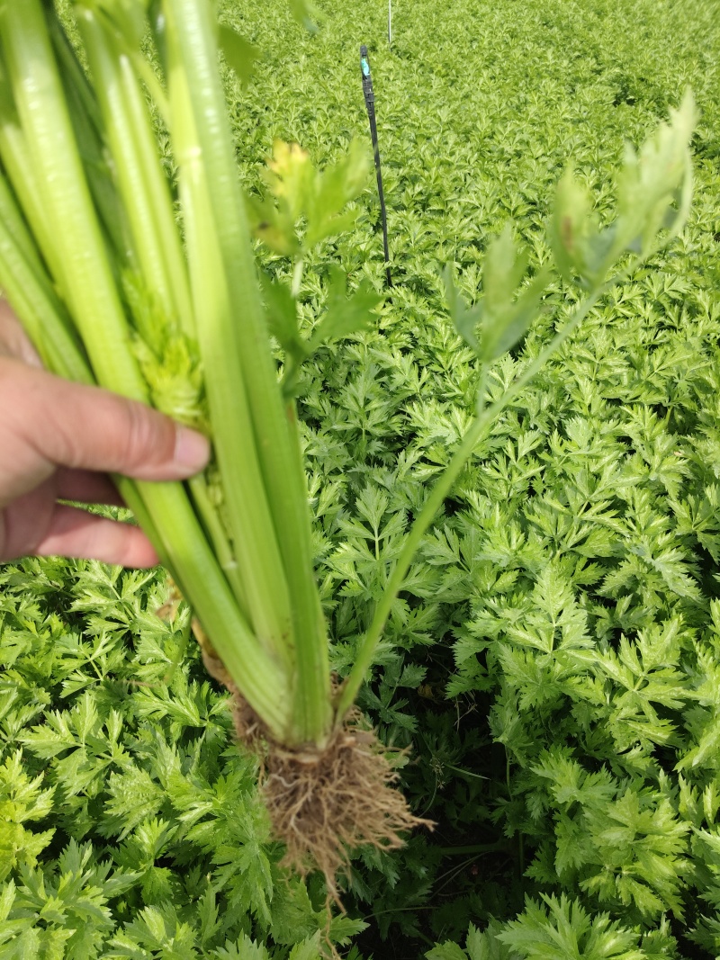 芹菜基地直发欢迎老客户来电订货。量大从优。