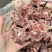 多肉羊蝎子