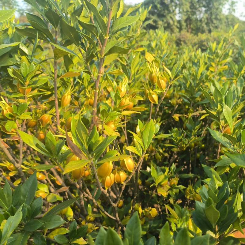 大量山栀子现货，已转色，自己种植