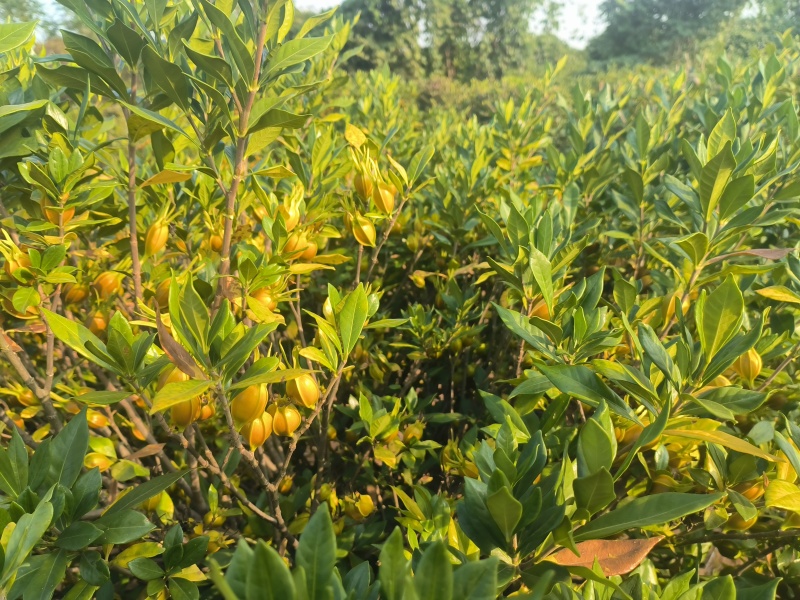 大量山栀子现货，已转色，自己种植