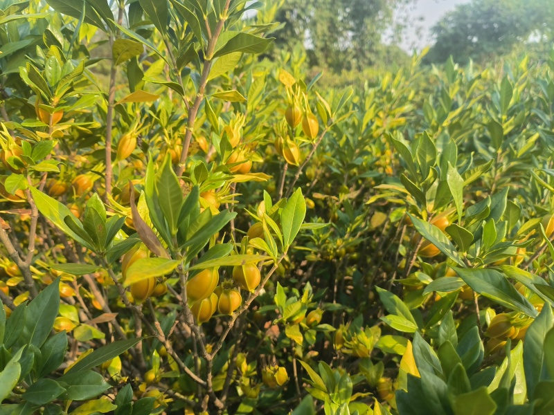 大量山栀子现货，已转色，自己种植