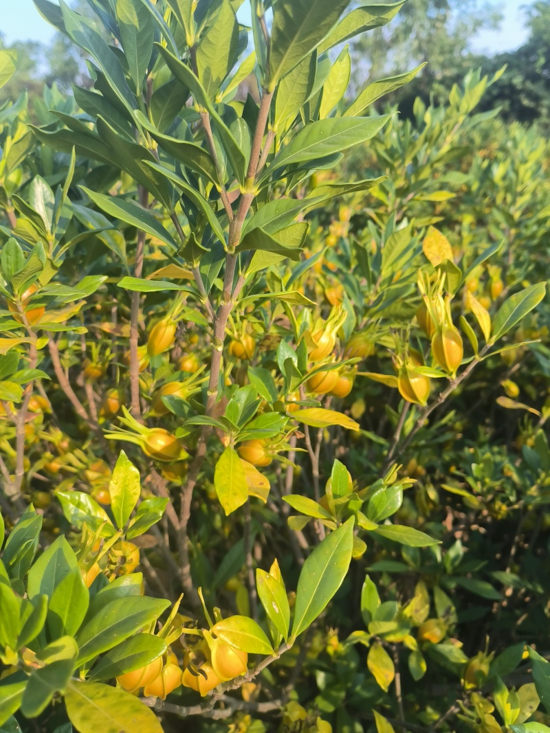 大量山栀子现货，已转色，自己种植