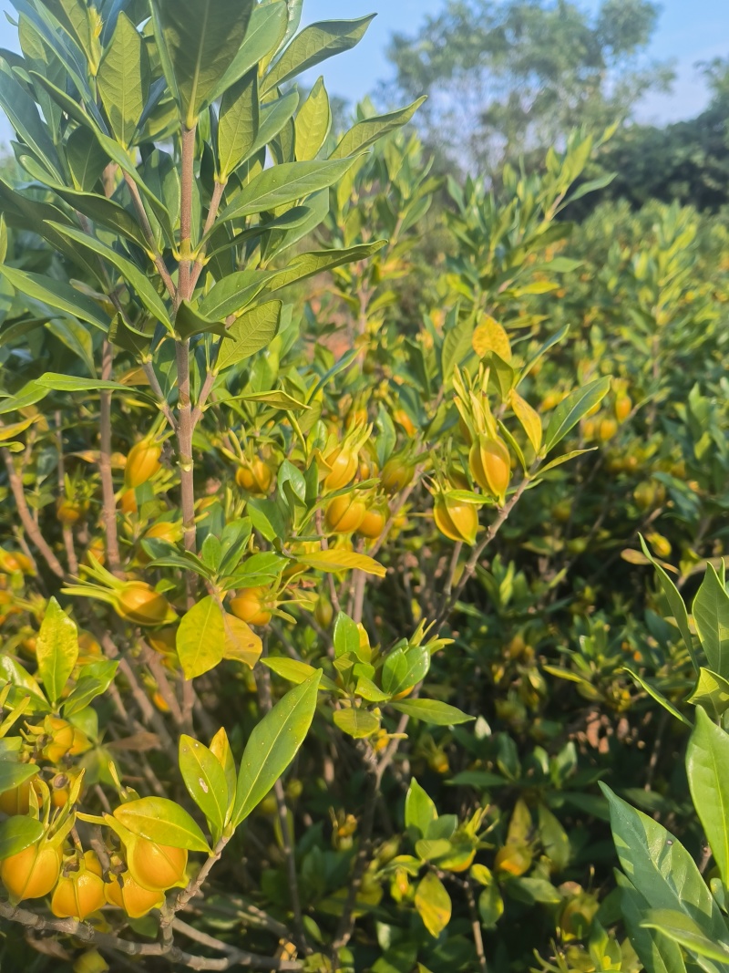 大量山栀子现货，已转色，自己种植