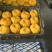 云南精品碰柑价格下调品质好