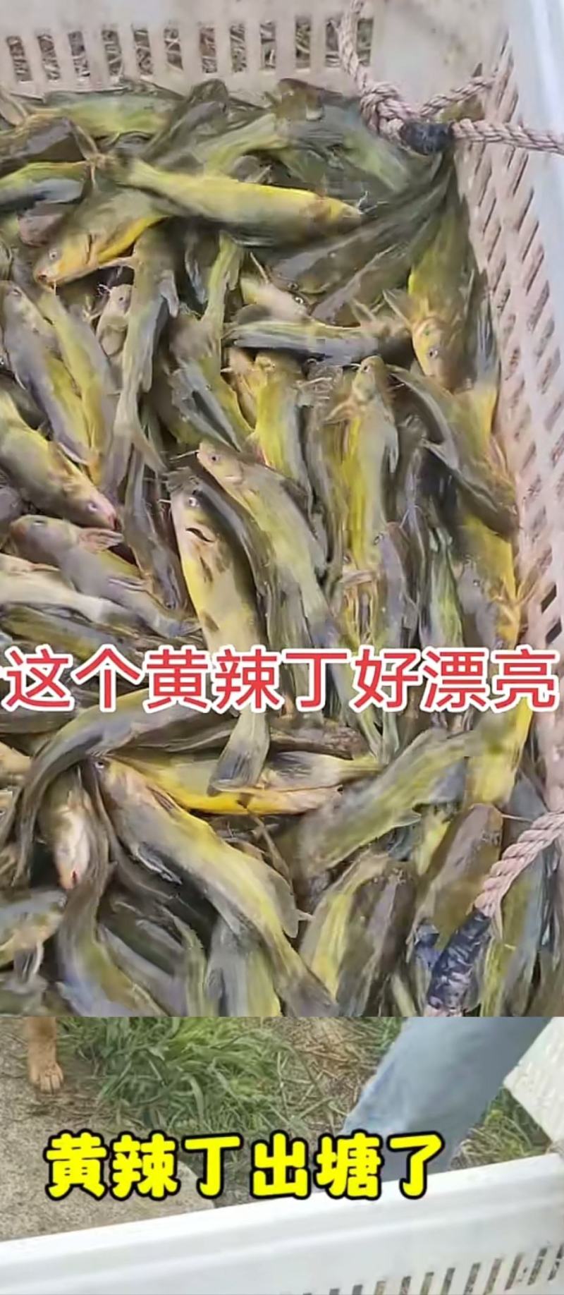 黄辣丁