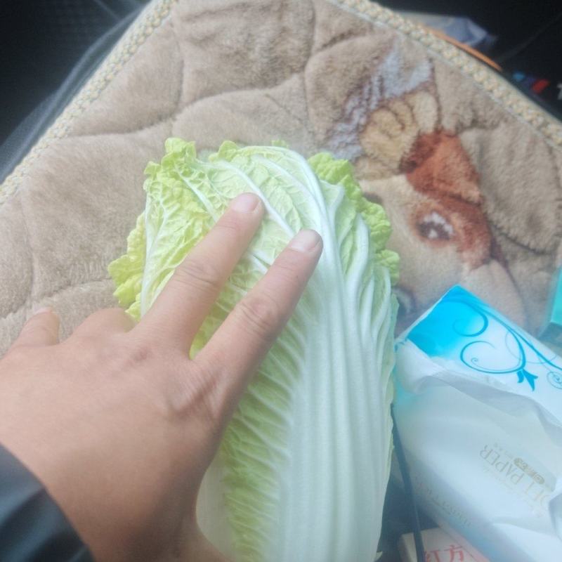 山西大同大娃娃菜