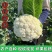 浙江温州花菜/绿梗白面菜花/产区直发