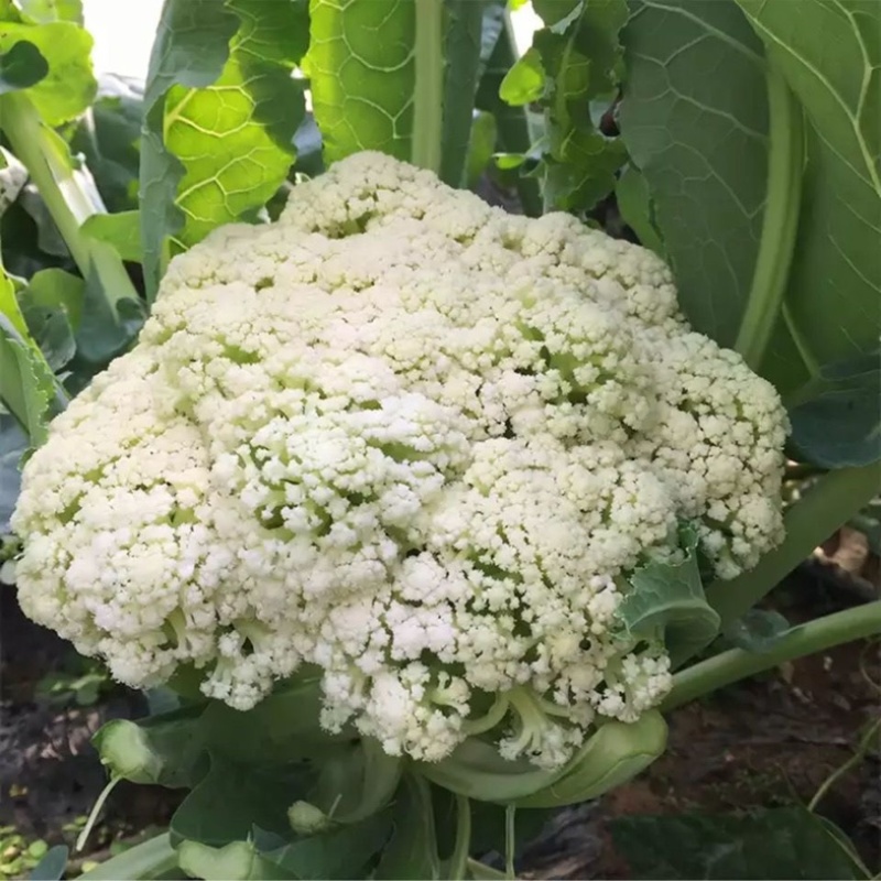 浙江温州本地花椰菜/白面青梗菜花/大量有货
