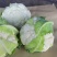 温州白菜花/花菜/产区直发/大量现货/当天