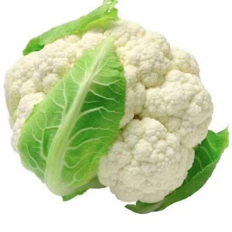 温州白菜花/花菜/产区直发/大量现货/当天
