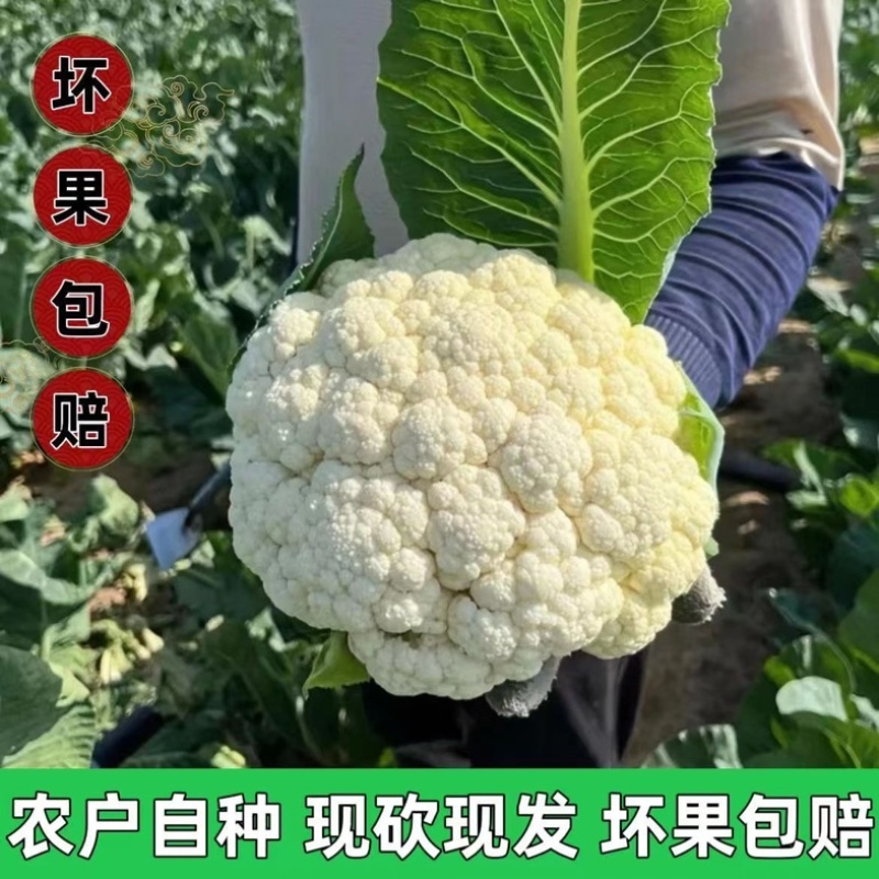 温州白菜花/花菜/产区直发/大量现货/当天