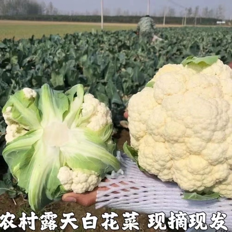 温州白菜花/花菜/产区直发/大量现货/当天