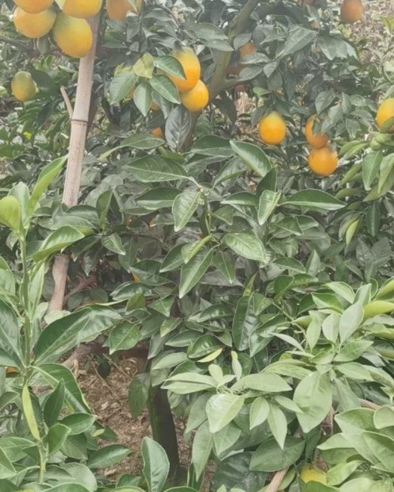 赣南脐橙