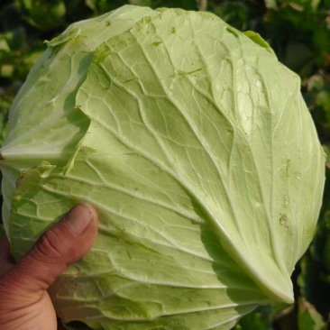 宣包菜甘蓝每日新菜