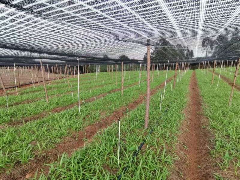 云南宽叶白芨种苗紫花白芨苗高产紫花白芨苗技术指导
