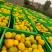 四川蜜橘