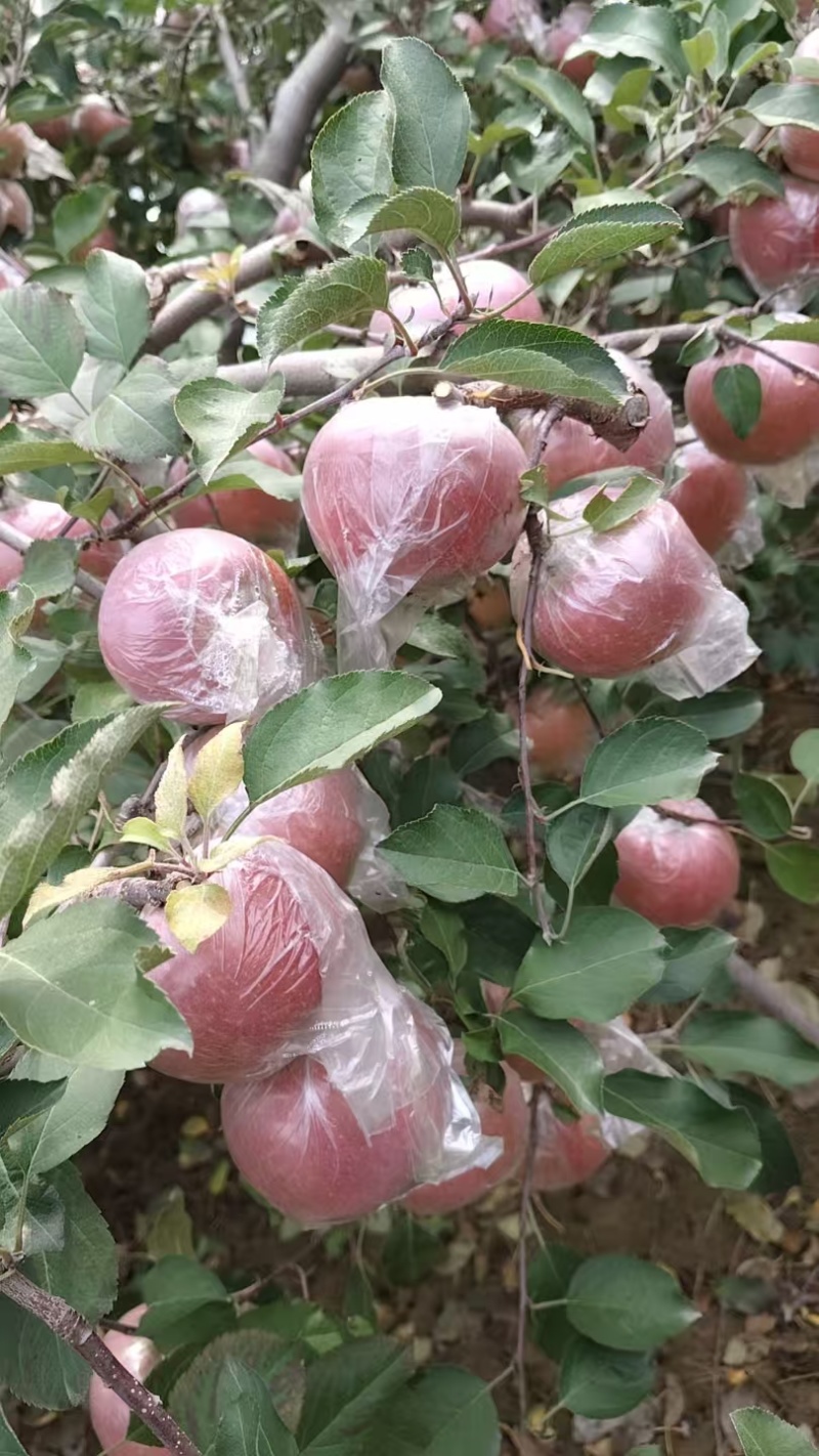 沙土地糖心红富士苹果大量上市中，大量批发